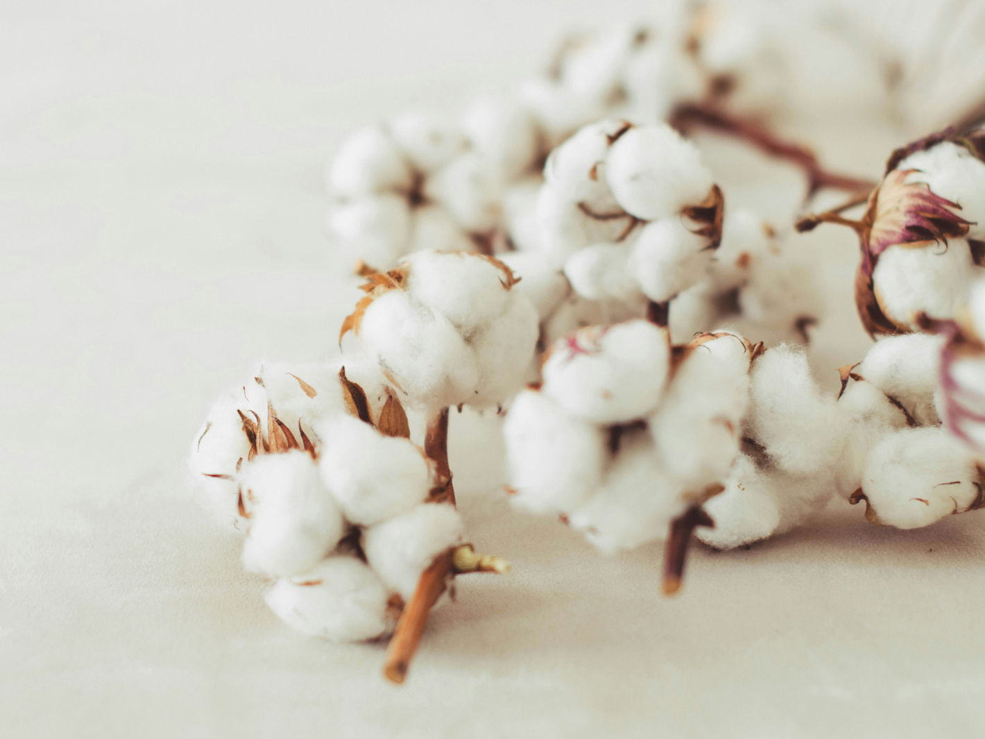 Baumwollarten und -verarbeitung: Hochwertige Textilien erkennen